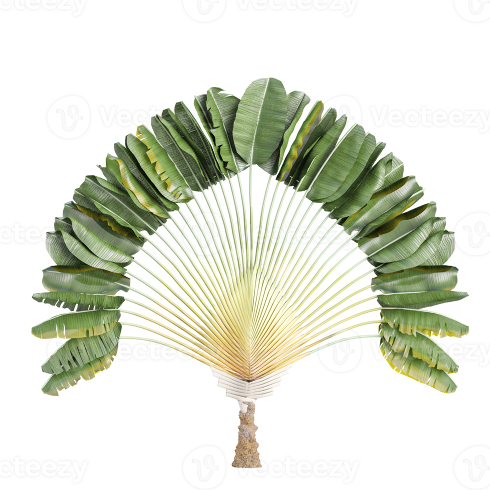 venala madagascariensis isolated on transparent Canvas png
