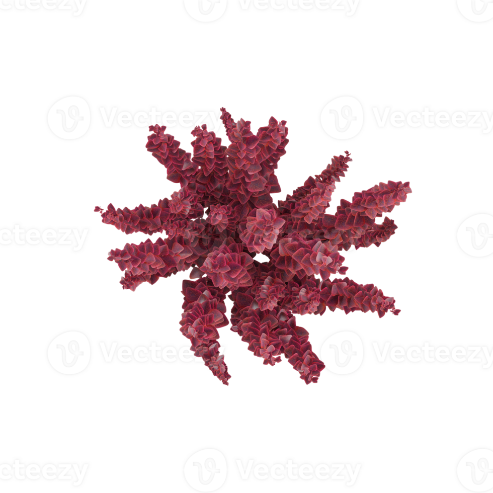 top view of red leaf japanese barberry isolated on Canvas png