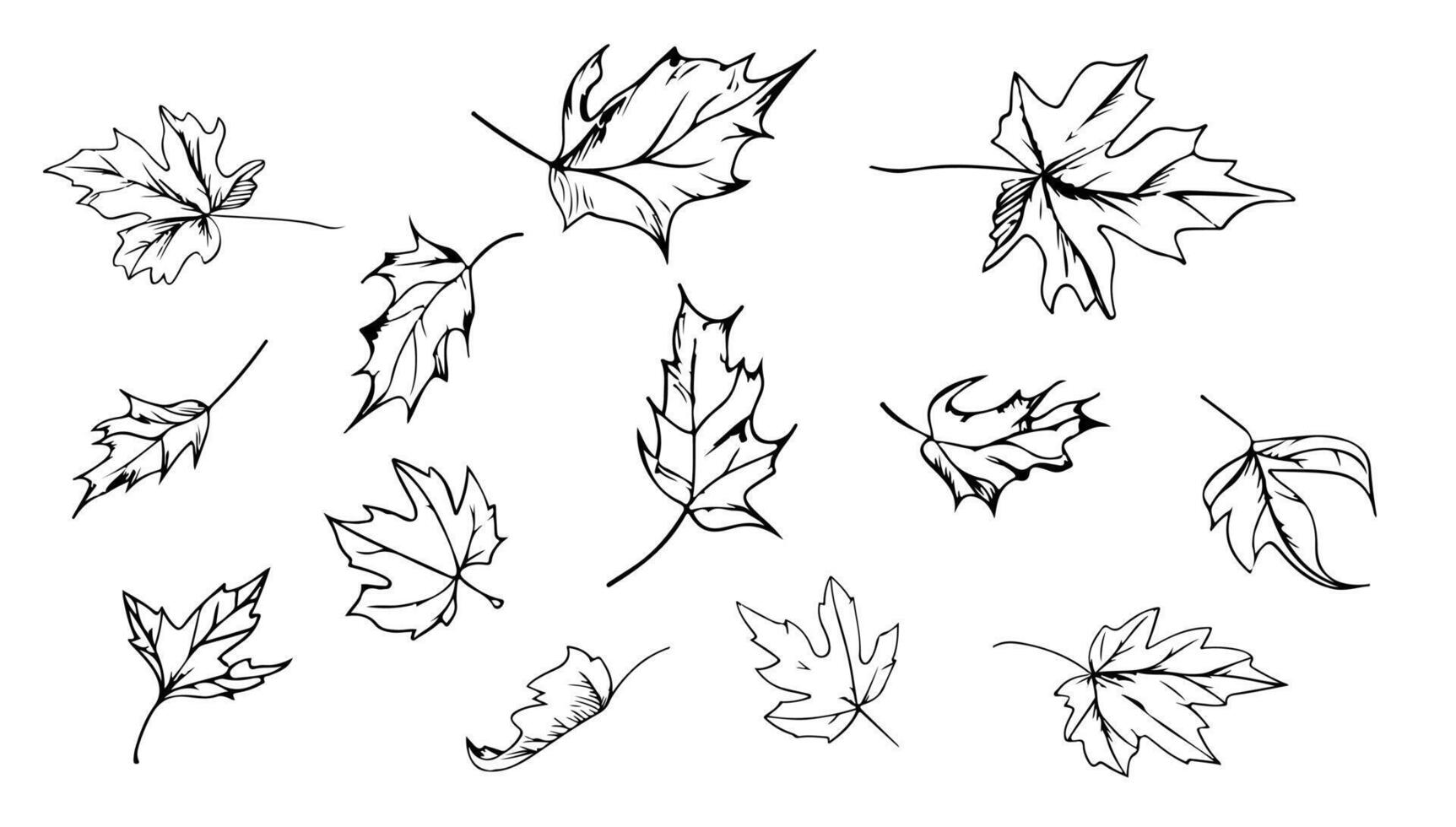 Maple leaves fall set black and white illustration. Autumn nature background plant element isolated white and botany decoration symbol. Foliage outline collection silhouette forest sketch vector