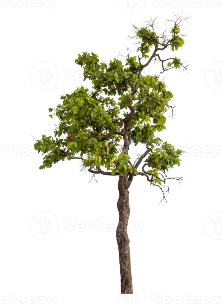 Green tree isolated on transparent background png