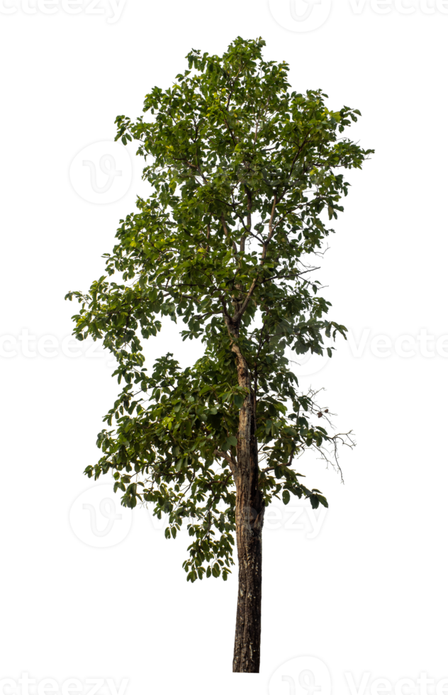 Green tree isolated on transparent background png