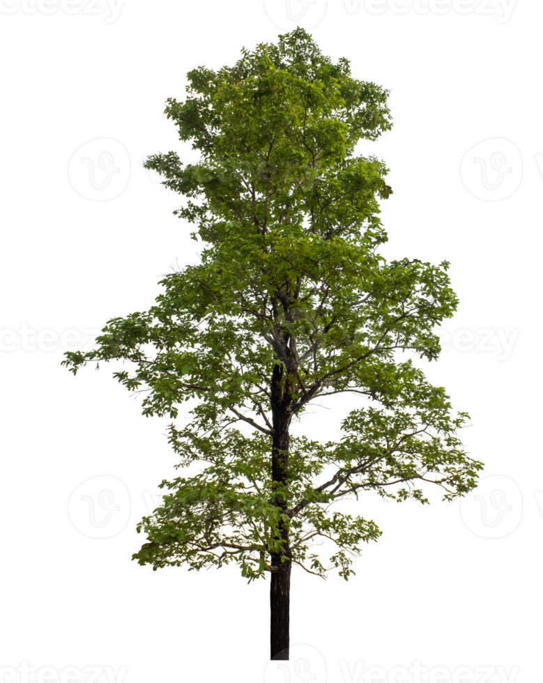 Green tree isolated on transparent background png