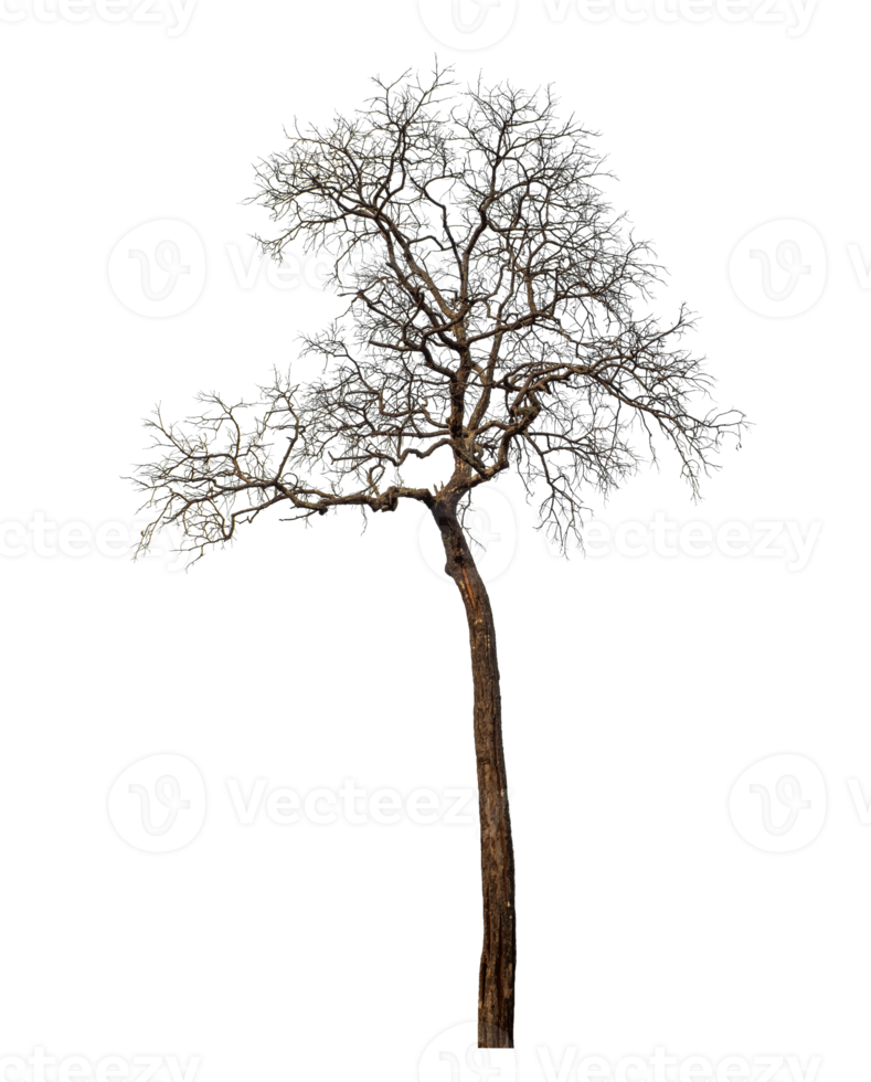 Dead tree isolated on transparent background with clipping path and alpha channel png