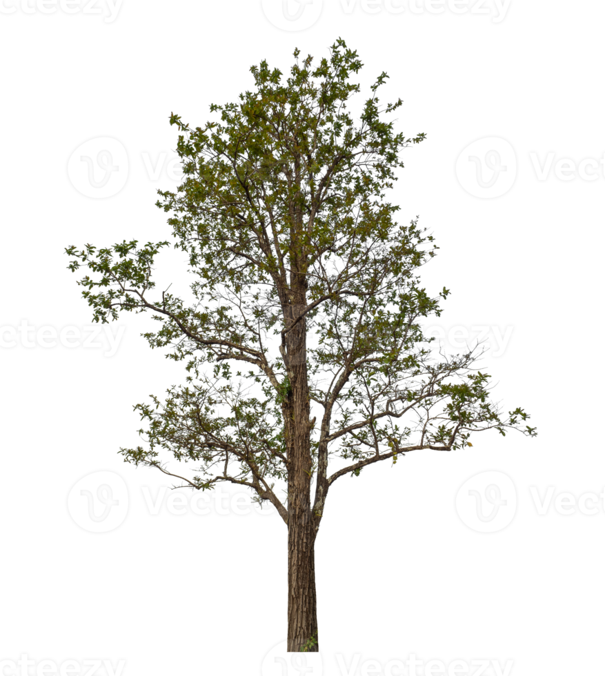 Single tree isolated on transparent background png
