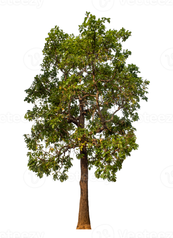 Green tree isolated on transparent background png