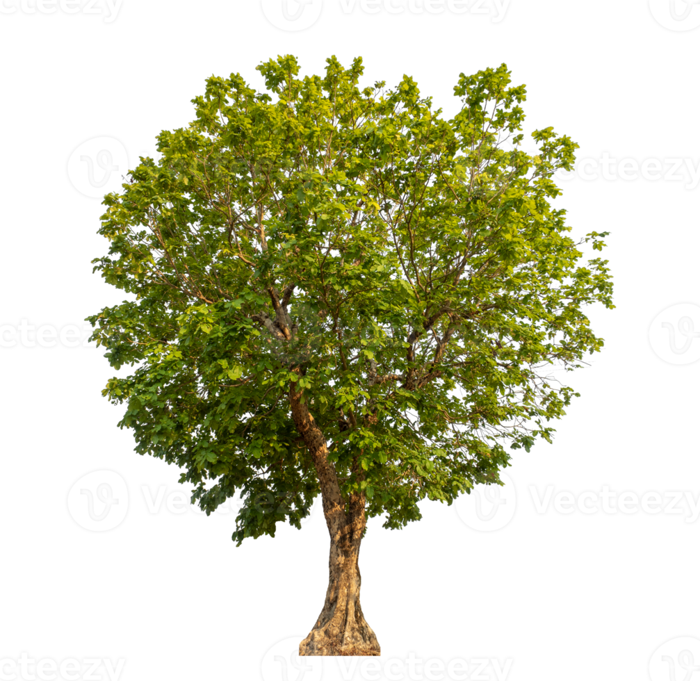 Green tree isolated on transparent background png