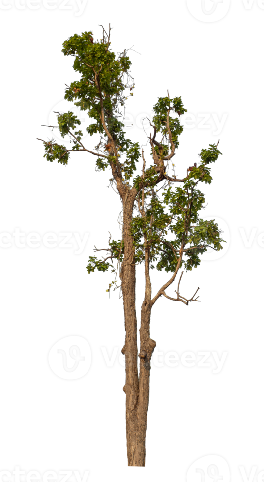 Single green tree isolated on transparent background with clipping path and alpha channel png