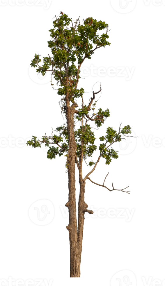 Single green tree isolated on transparent background with clipping path and alpha channel png