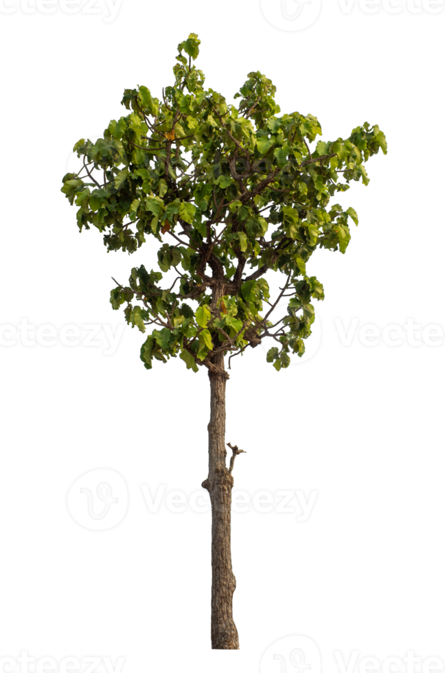 Single green tree isolated on transparent background with clipping path and alpha channel png