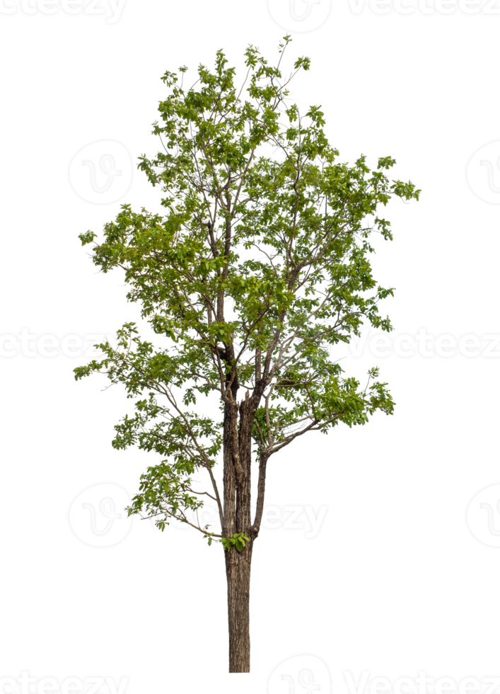 Green tree isolated on transparent background png