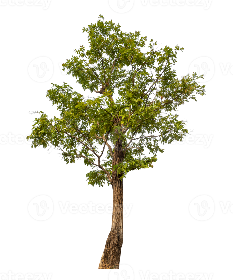 Green tree isolated on transparent background png