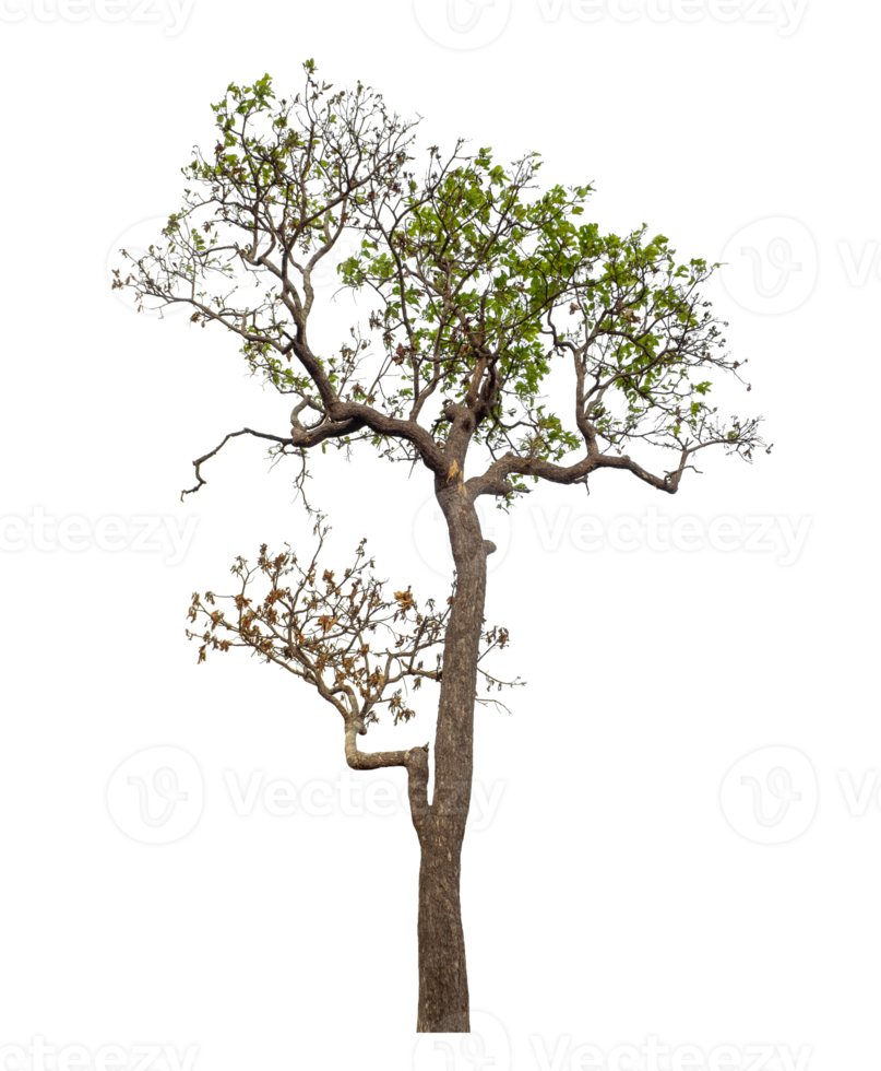 Single tree isolated on transparent background png