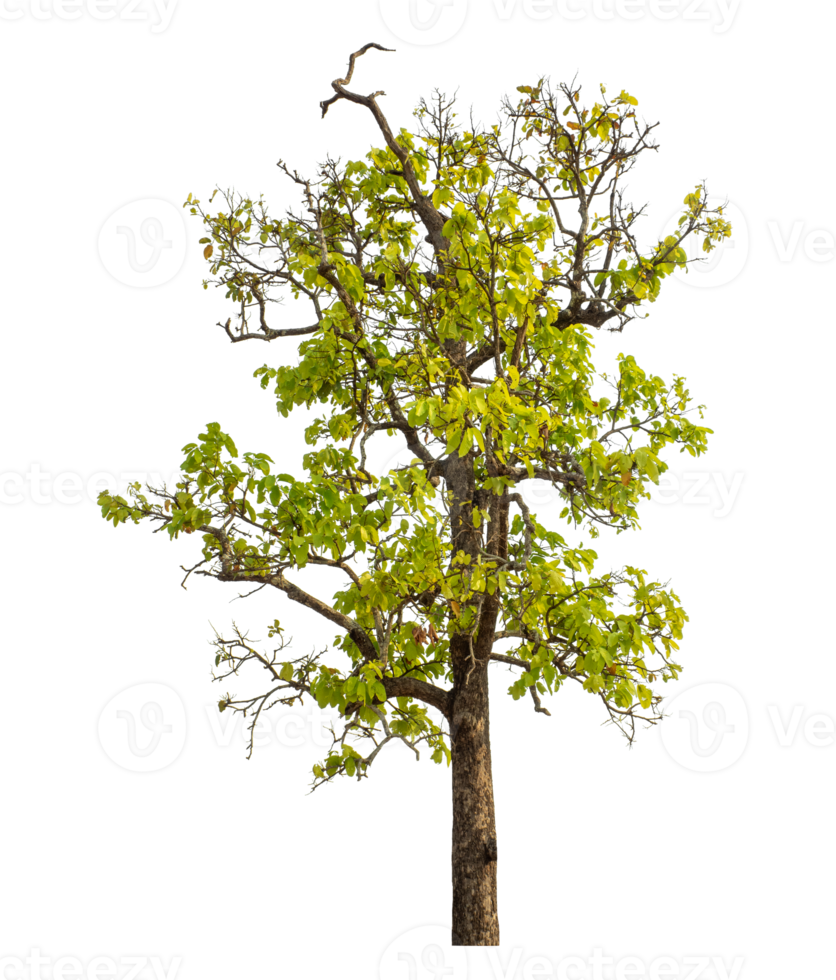 Single tree isolated on transparent background png