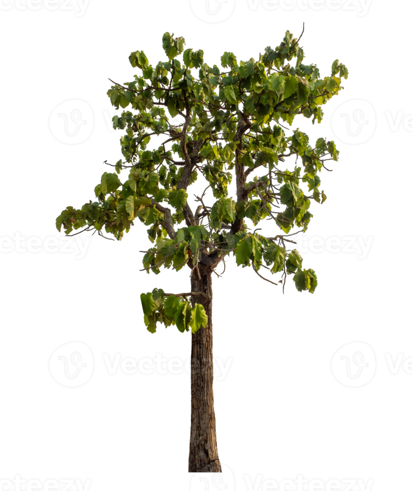 Green tree isolated on transparent background png