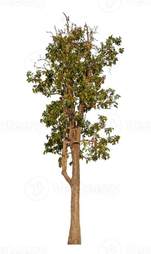Single tree isolated on transparent background png