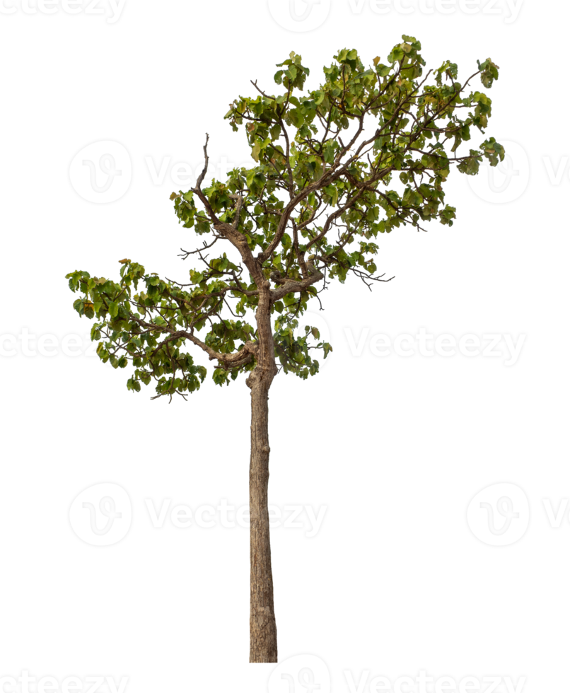 Green tree isolated on transparent background png
