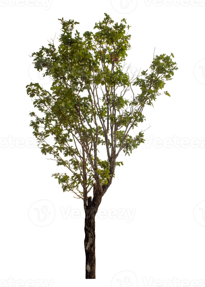 Green tree isolated on transparent background png