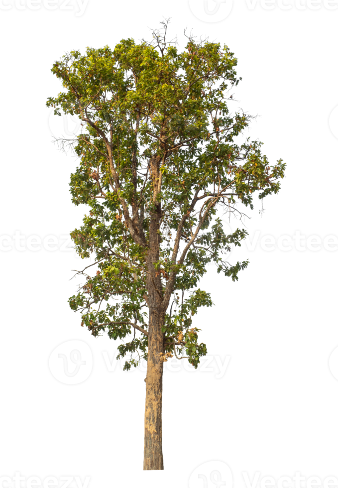 Single tree isolated on transparent background png