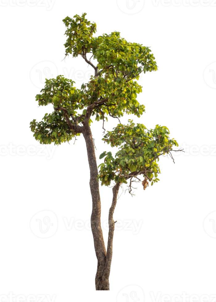 Green tree isolated on transparent background png
