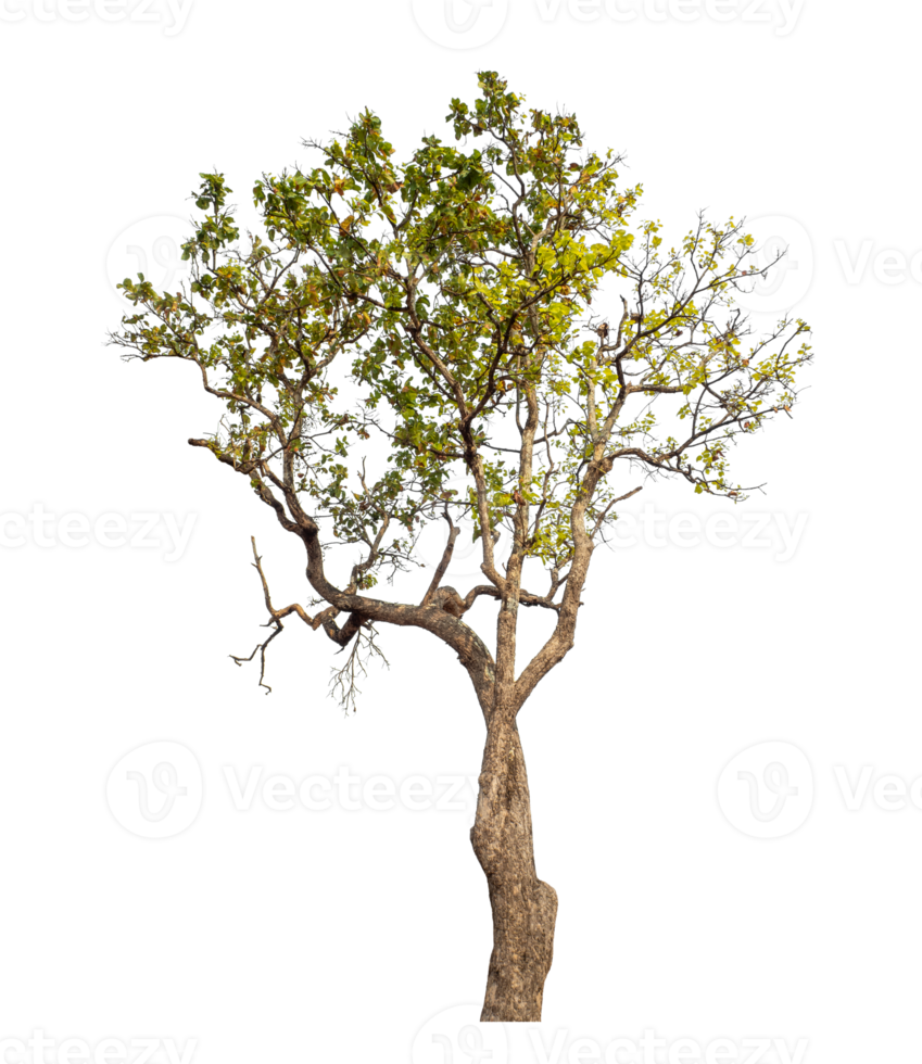 Single tree isolated on transparent background png