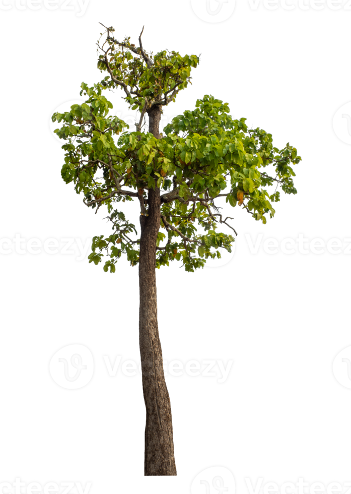 Green tree isolated on transparent background png