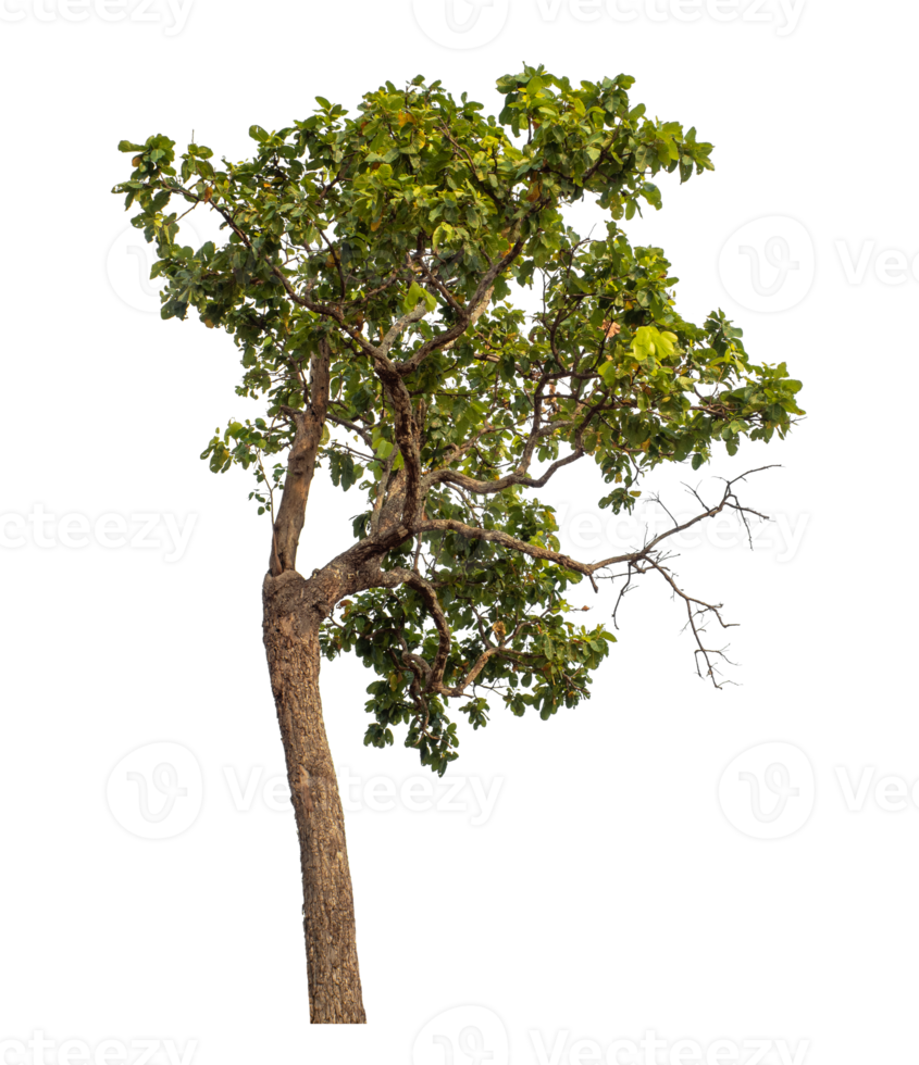 Green tree isolated on transparent background png
