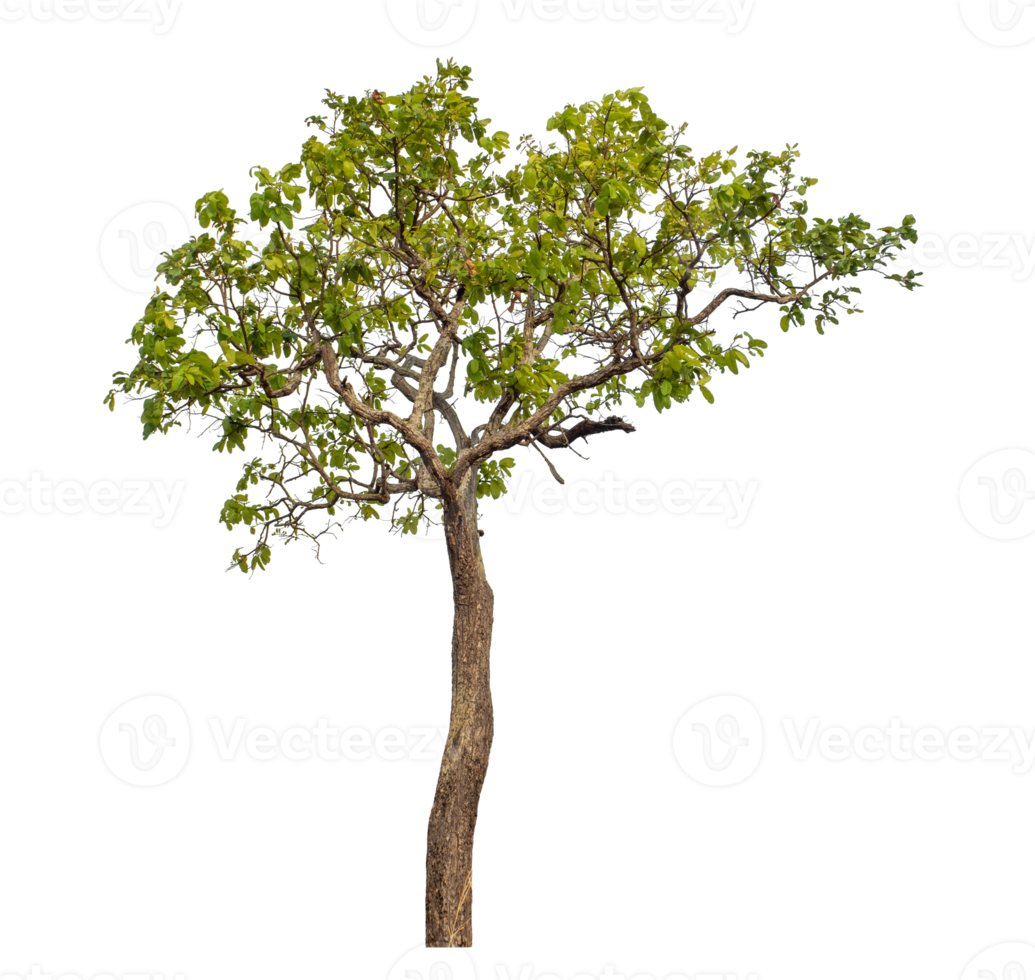 Green tree isolated on transparent background png