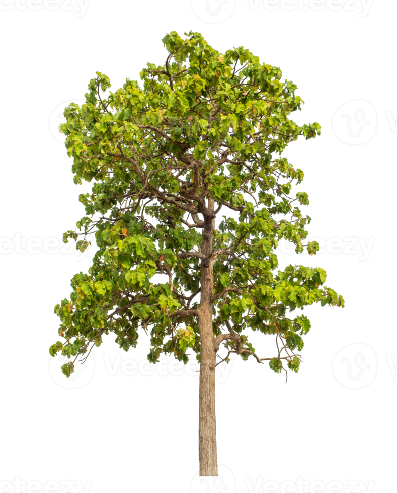 Green tree isolated on transparent background png