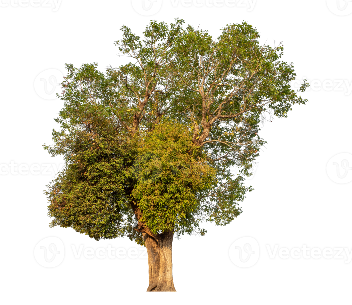 Single tree isolated on transparent background png