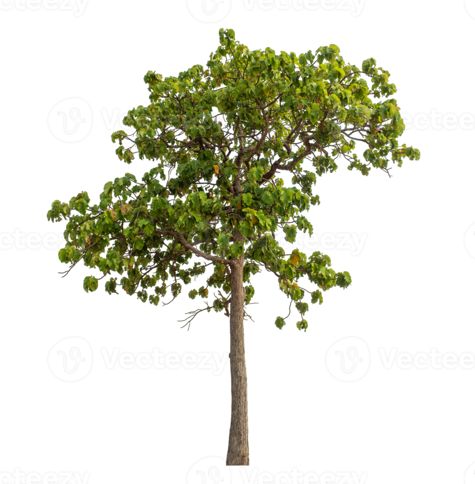 Green tree isolated on transparent background png