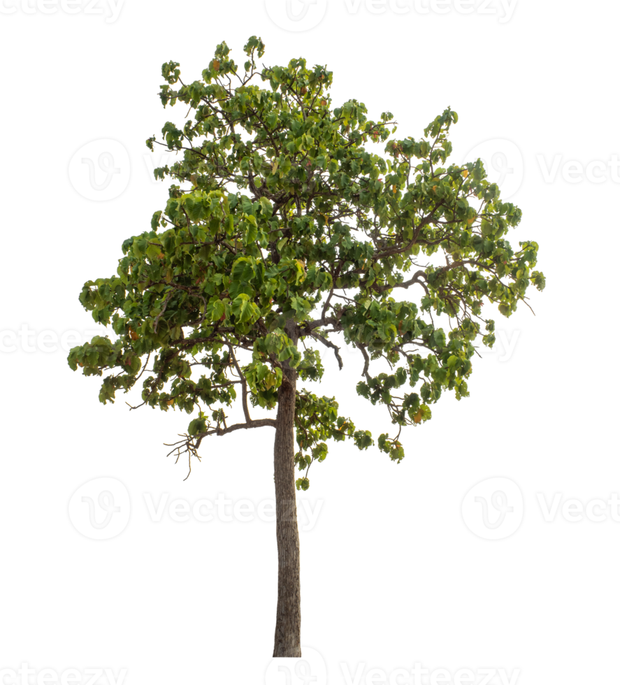 Green tree isolated on transparent background png