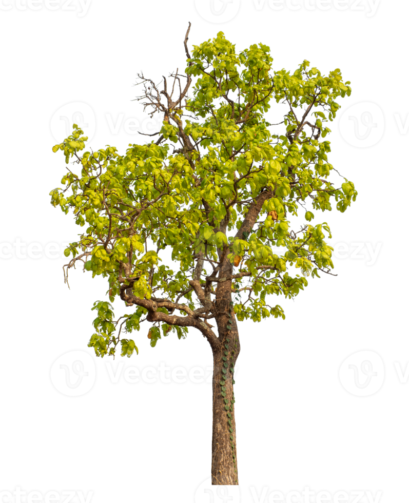 Single tree isolated on transparent background png
