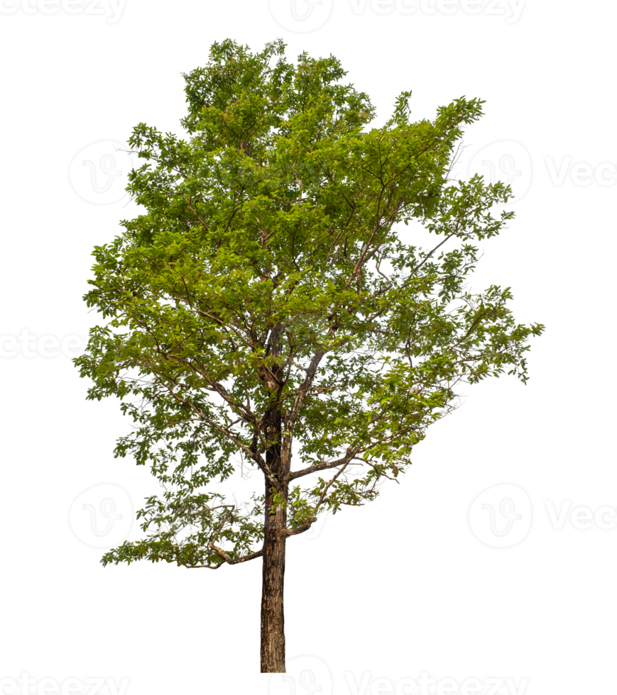 Green tree isolated on transparent background png