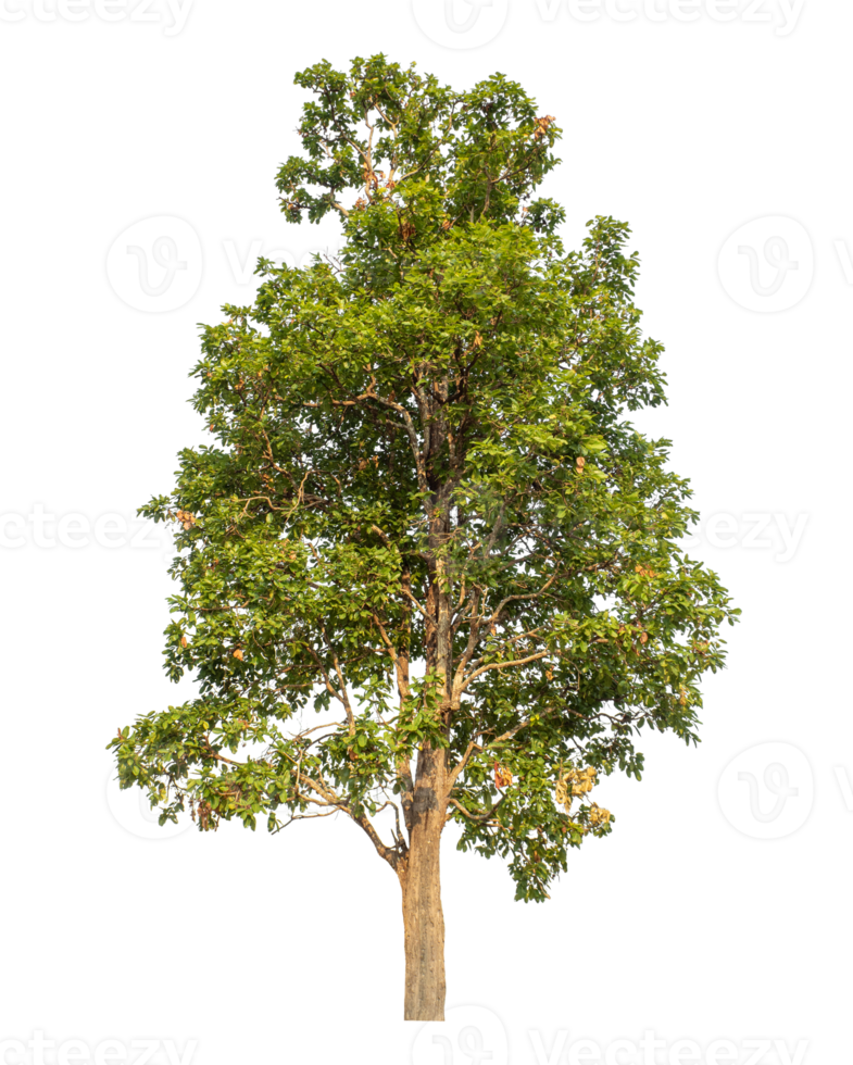 Green tree isolated on transparent background png