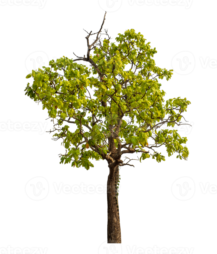 Single tree isolated on transparent background png