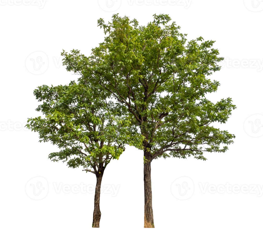 Green tree isolated on transparent background png
