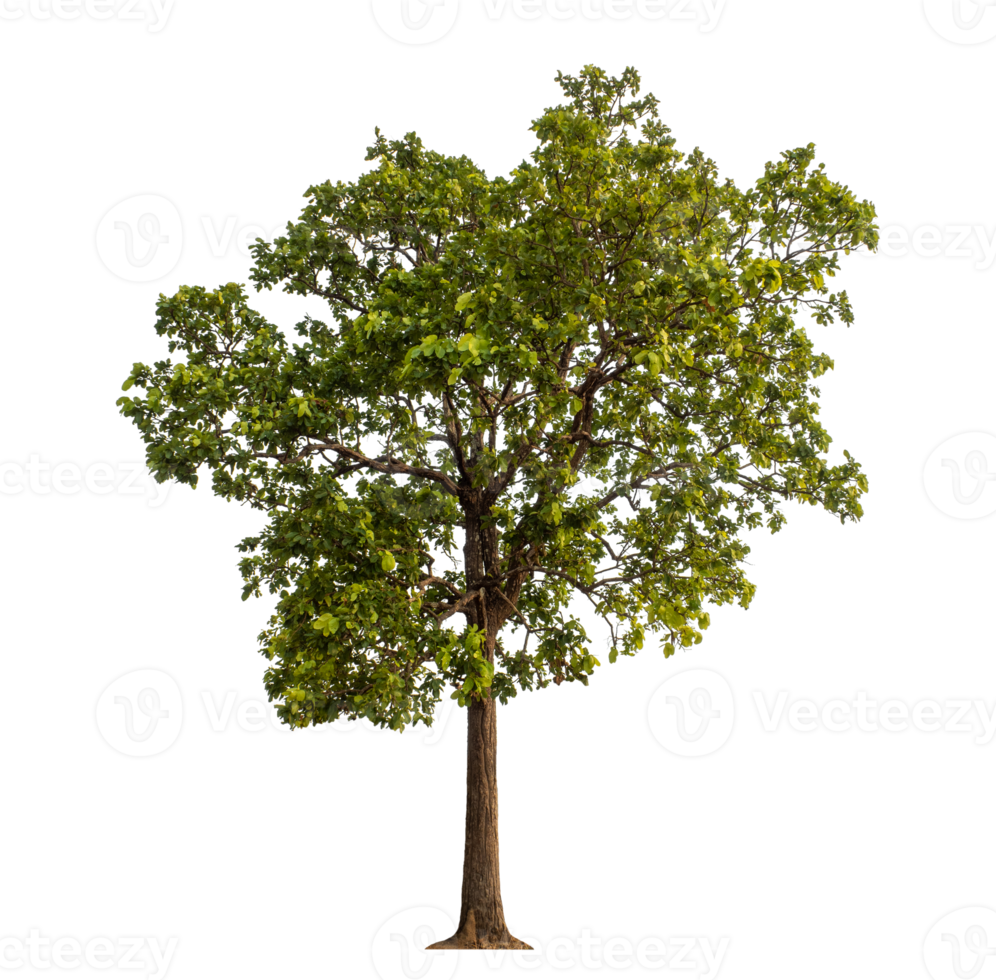Green tree isolated on transparent background png