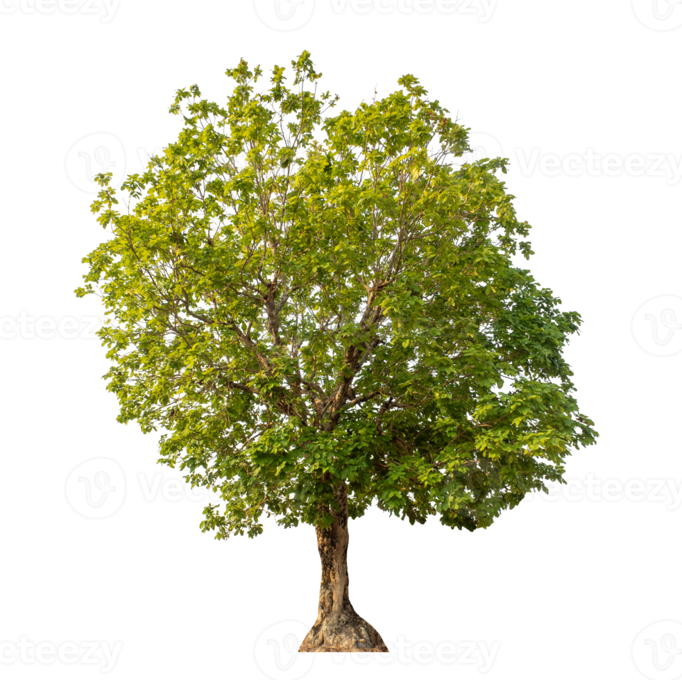 Green tree isolated on transparent background png