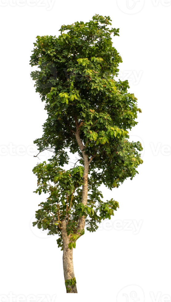 Green tree isolated on transparent background png
