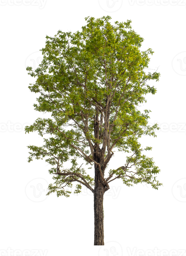Green tree isolated on transparent background png
