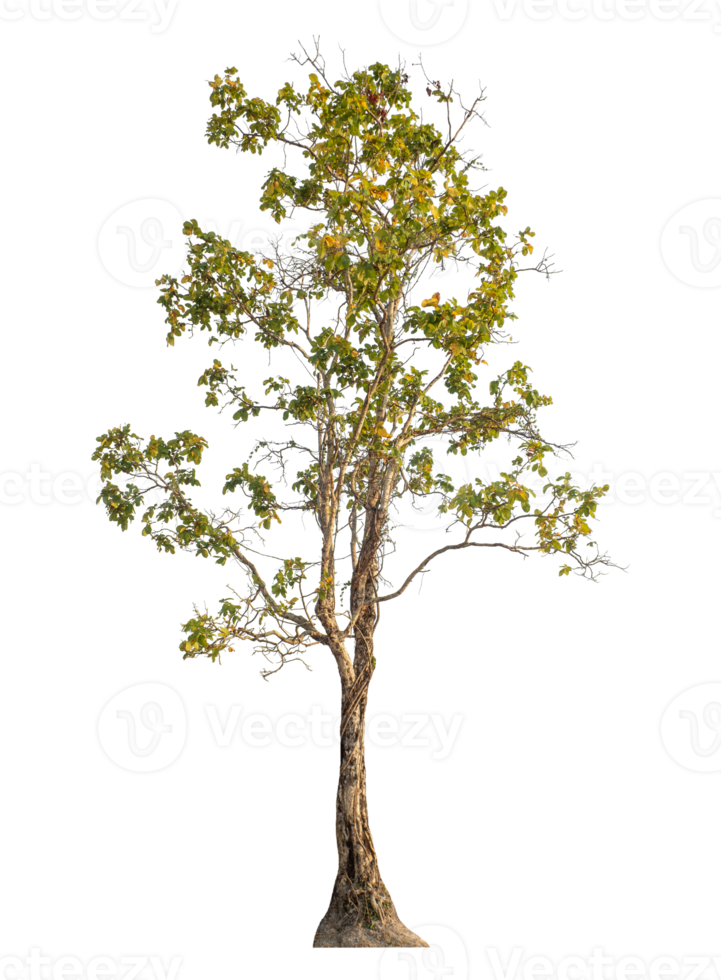 Single tree isolated on transparent background png