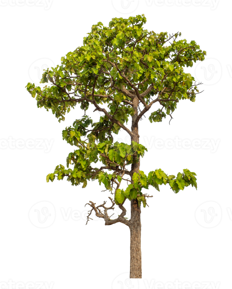 Green tree isolated on transparent background png