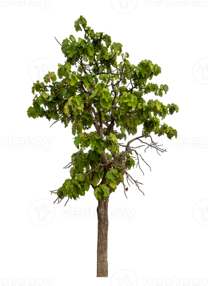 Green tree isolated on transparent background png