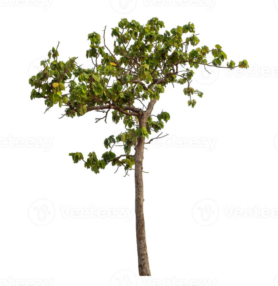 Green tree isolated on transparent background png