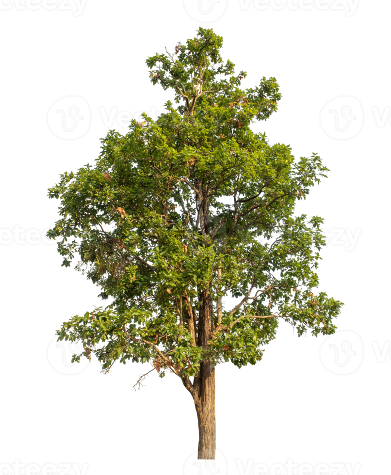 Green tree isolated on transparent background png