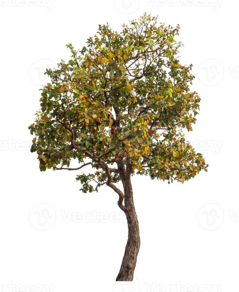 Single tree isolated on transparent background png