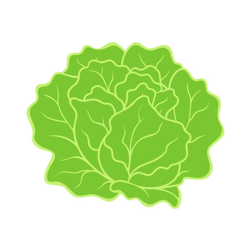 Fresh green organic lettuce, healthy meal option icon isolated. vector