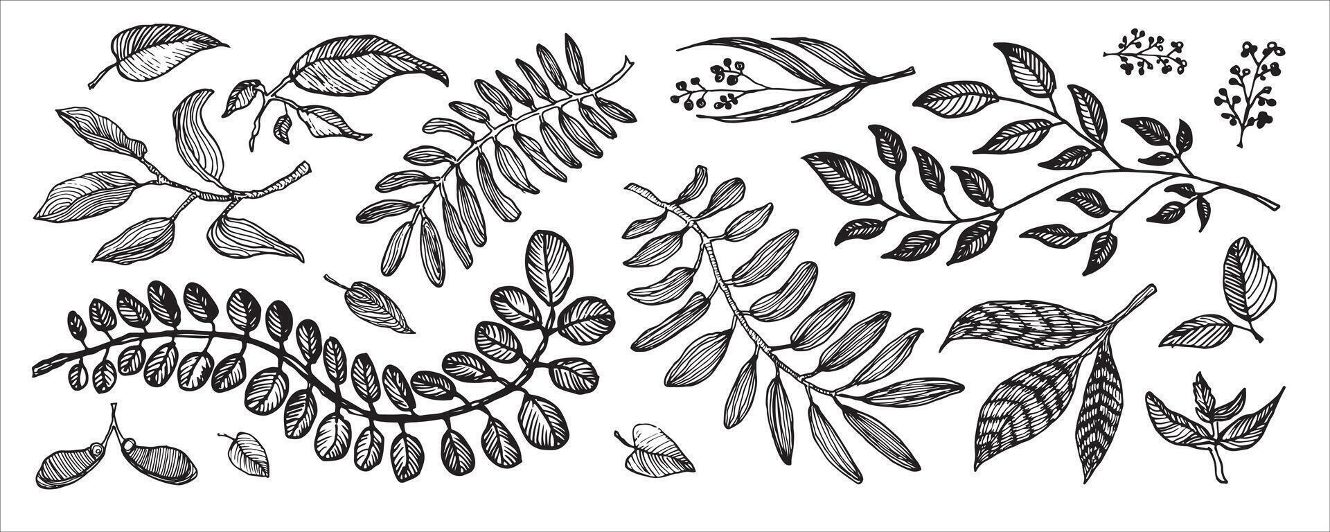 Black and white botanical illustration of various leaves and branches, detailed hand-drawn sketch. vector