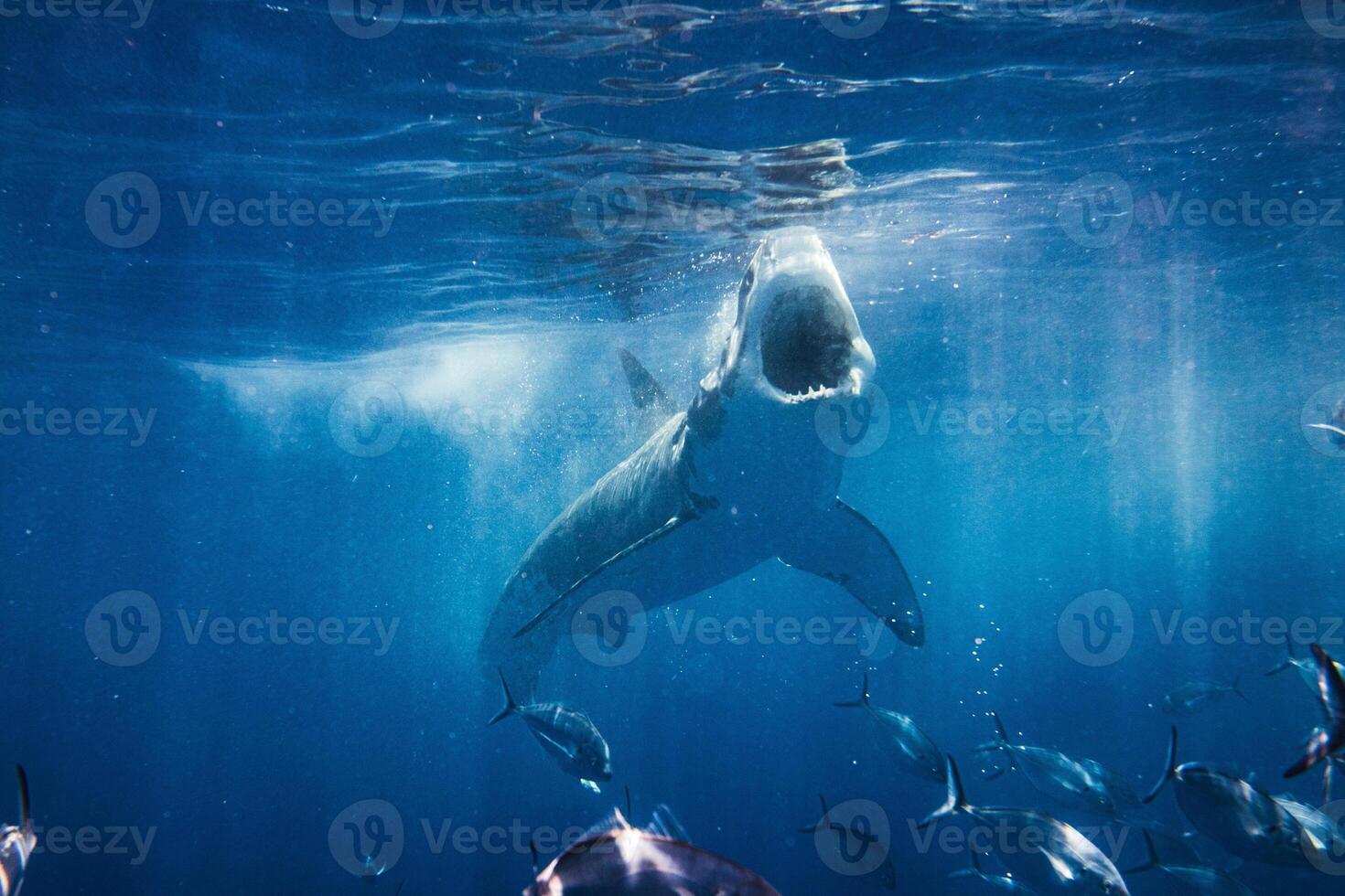 great white shark dangerous attacking risk concept, underwater creature photo