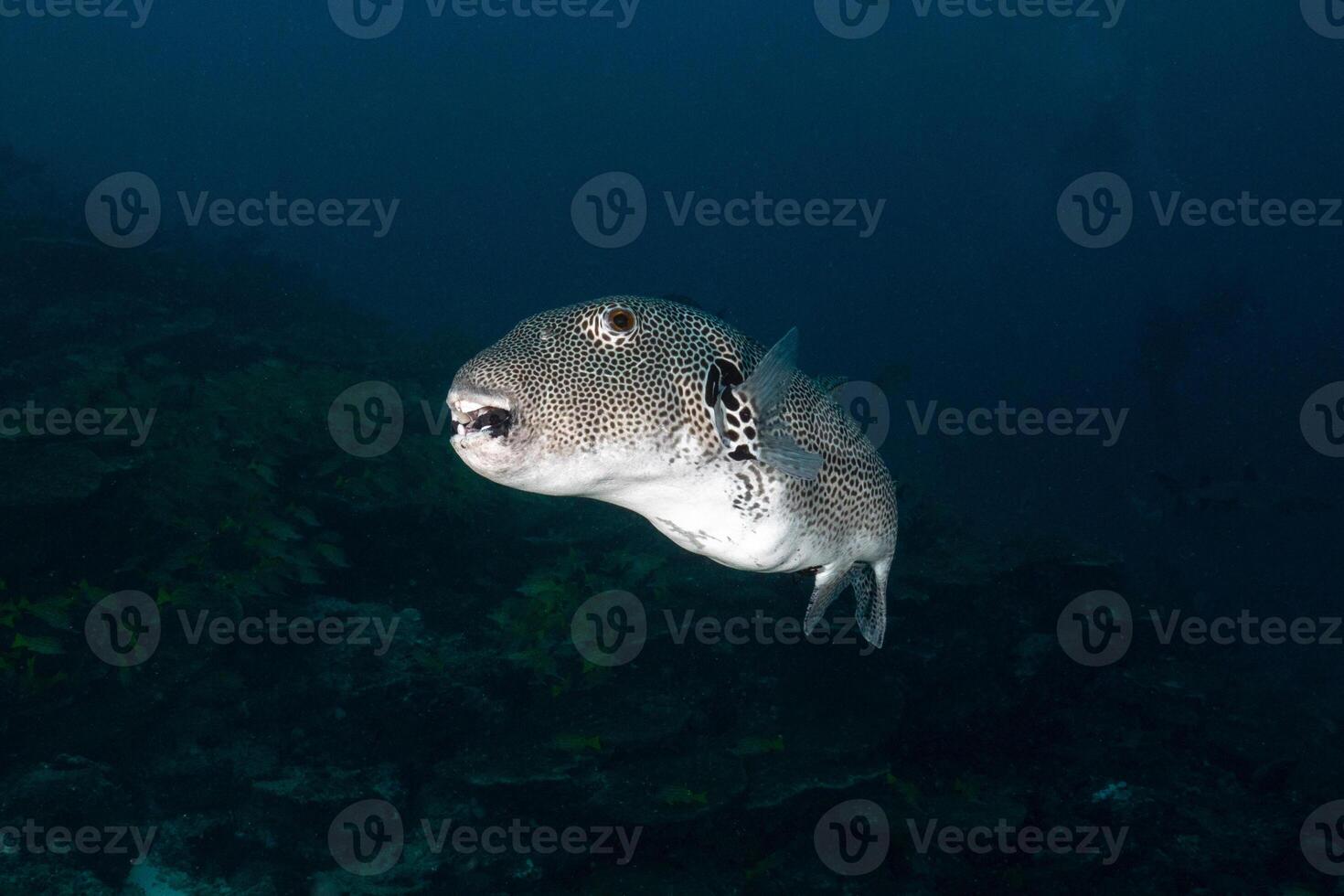 Inflated puffer fish, Porcupine fish like a balloon. Scared pufferfish closeup. Underwater photography photo